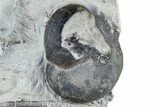 Fossil Crinoid Holdfasts and Gastropod Plate - Indiana #281499-1